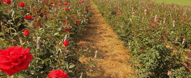 Nanotecnologia - Flores