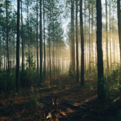 Práticas sustentáveis com a Viva Regenra