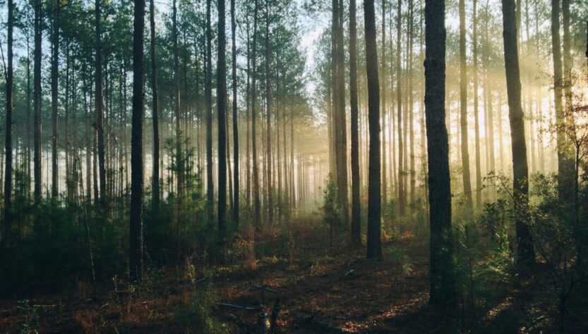 Práticas sustentáveis com a Viva Regenra