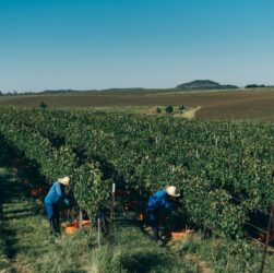 Como a Salton zerou o uso de herbicidas em vinhedos próprios