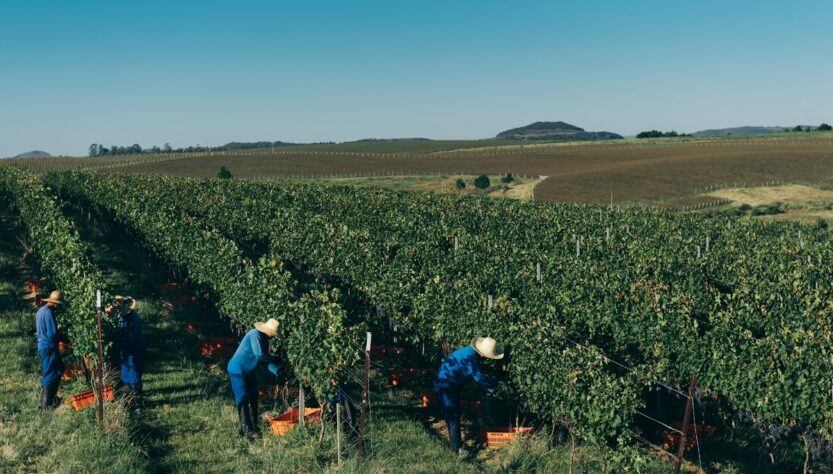 Como a Salton zerou o uso de herbicidas em vinhedos próprios