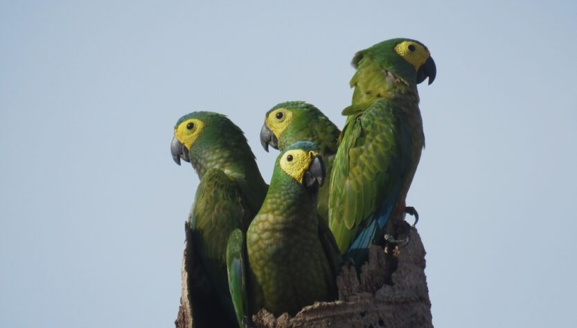 Animais silvestres são vistos em áreas do Grupo BBF