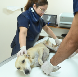 Instituição de ensino em Manaus oferece atendimento aos pets