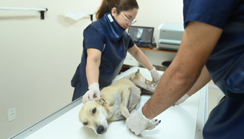 Instituição de ensino em Manaus oferece atendimento aos pets