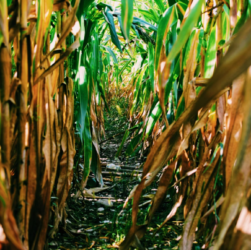 Indústria química contribui para a agricultura sustentável