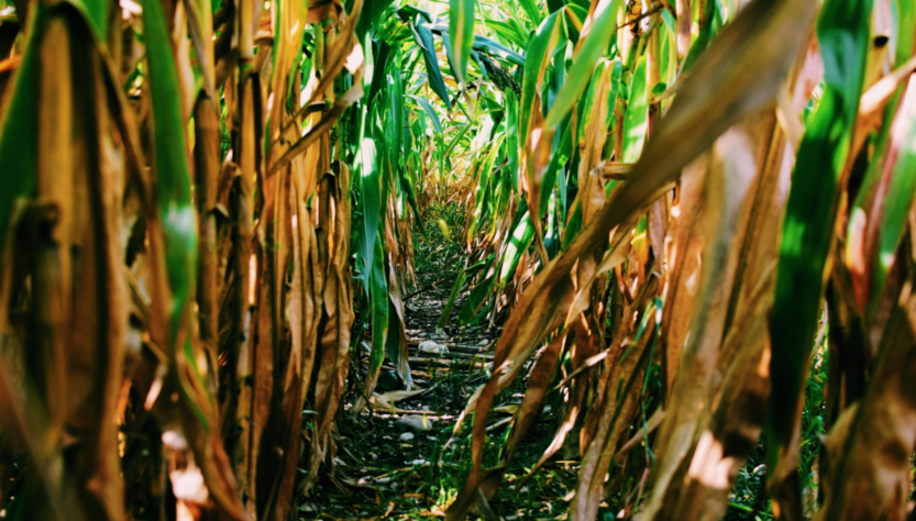 Indústria química contribui para a agricultura sustentável