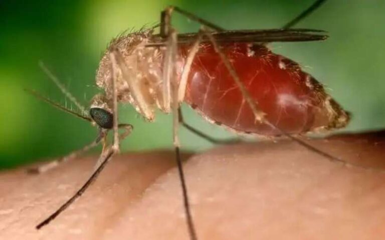 Hospital Estadual de Formosa (HEF) alerta população na prevenção contra o vírus Oropouche (OROV), unidade gerida pelo Instituto de Medicina, Estudos e Desenvolvimento (IMED)