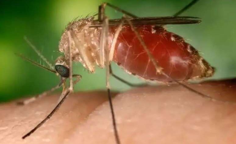 Hospital Estadual de Formosa (HEF) alerta população na prevenção contra o vírus Oropouche (OROV), unidade gerida pelo Instituto de Medicina, Estudos e Desenvolvimento (IMED)