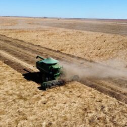 Agronegócio Estrondo bate recorde em colheita de braquiária