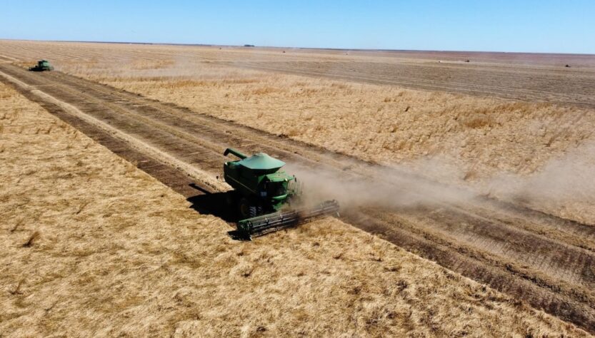 Agronegócio Estrondo bate recorde em colheita de braquiária