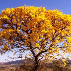 Primavera proporciona um colorido diferente na paisagem