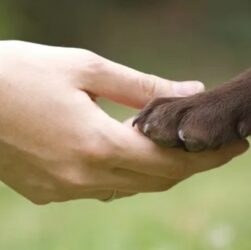 Dia Nacional de Adotar um Animal chega a 24ª edição