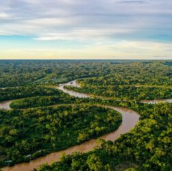 Cultivo da palma recupera áreas degradadas da Amazônia