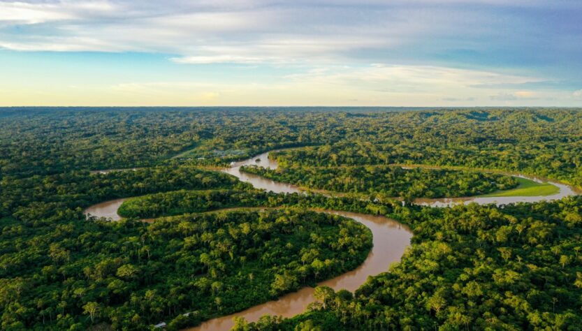 Cultivo da palma recupera áreas degradadas da Amazônia