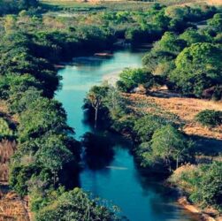 Dia do Cerrado é comemorado em 11 de setembro