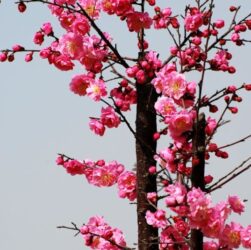 Primavera é a estação do ano marcada pelo florescimento das plantas