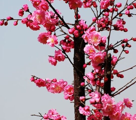 Primavera é a estação do ano marcada pelo florescimento das plantas