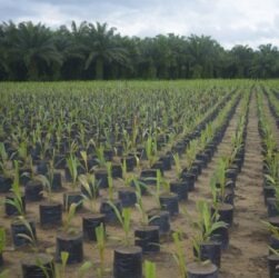 Grupo BBF contribui com agricultura sustentável na Amazônia