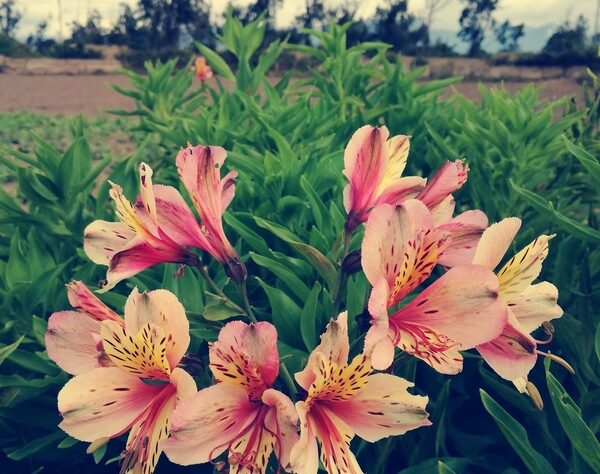 Astromélias se mostram opções viáveis para decoração, mas exigem cuidados