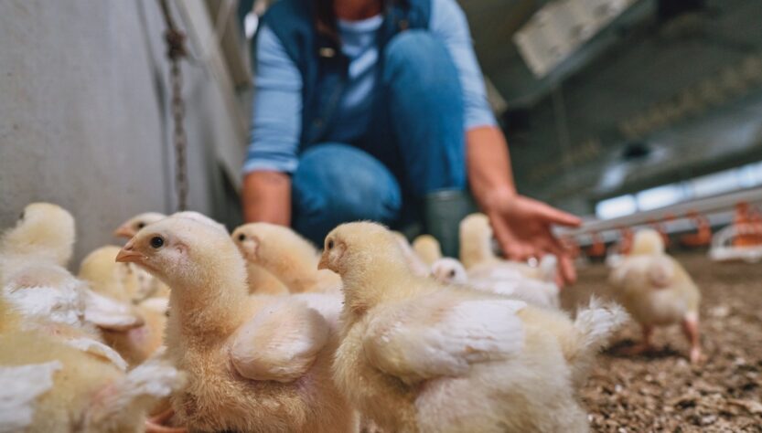 Do campo à mesa: o produtor é a chave para uma ceia segura