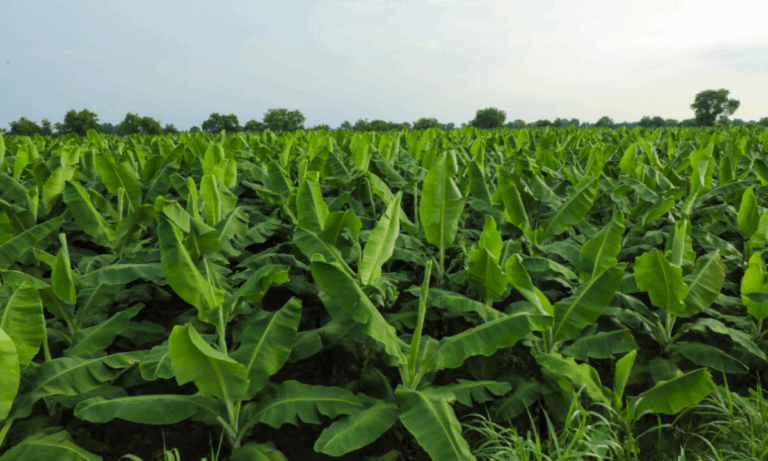 Gulf Oil Brasil participa da FEIBANANA 2025