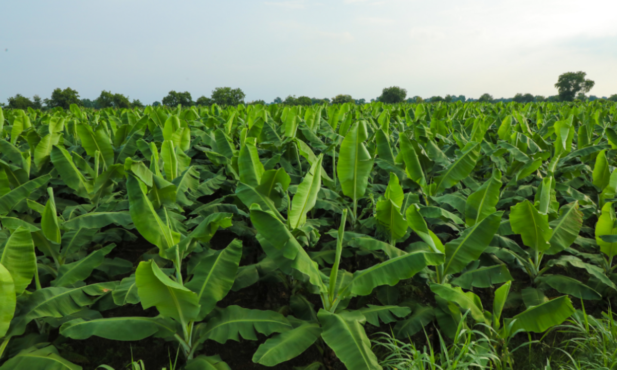 Gulf Oil Brasil participa da FEIBANANA 2025