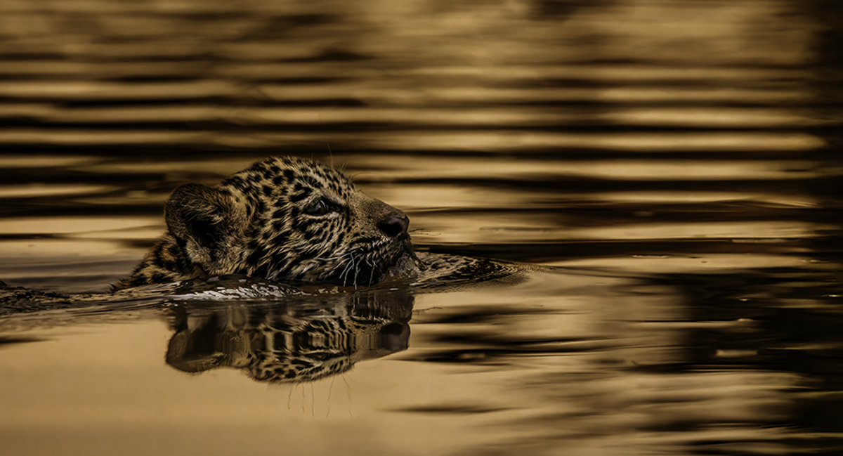 Felipe Cuoco estreia na França com série sobre o Pantanal