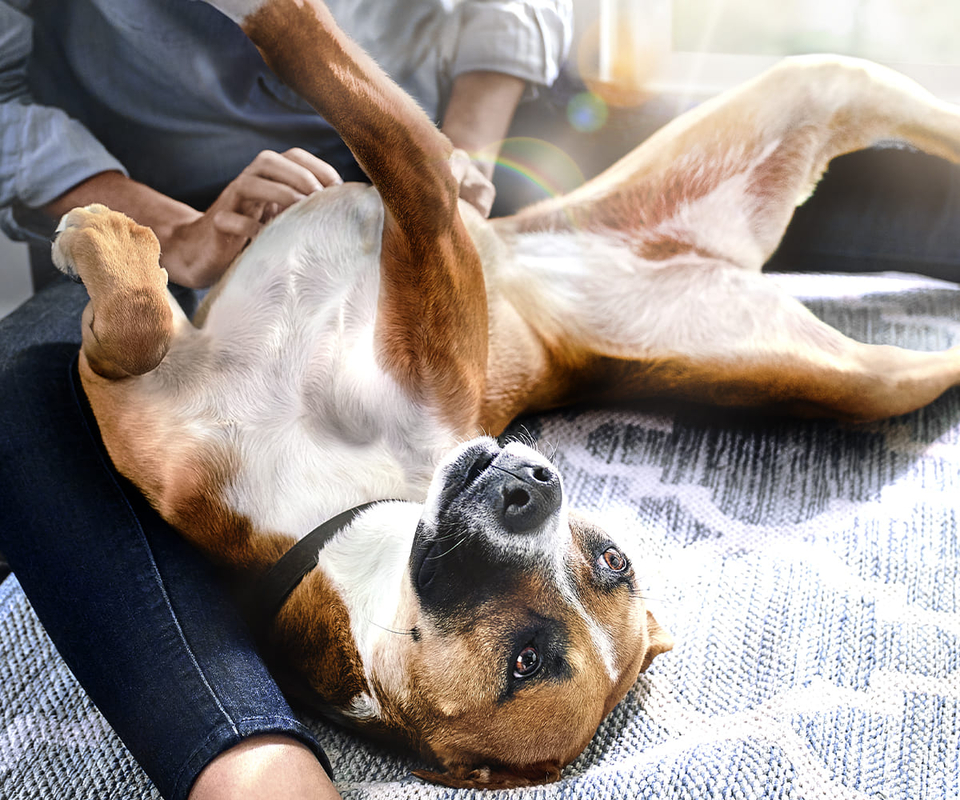 Hill's reforça importância das fibras na saúde intestinal e bem-estar de pets