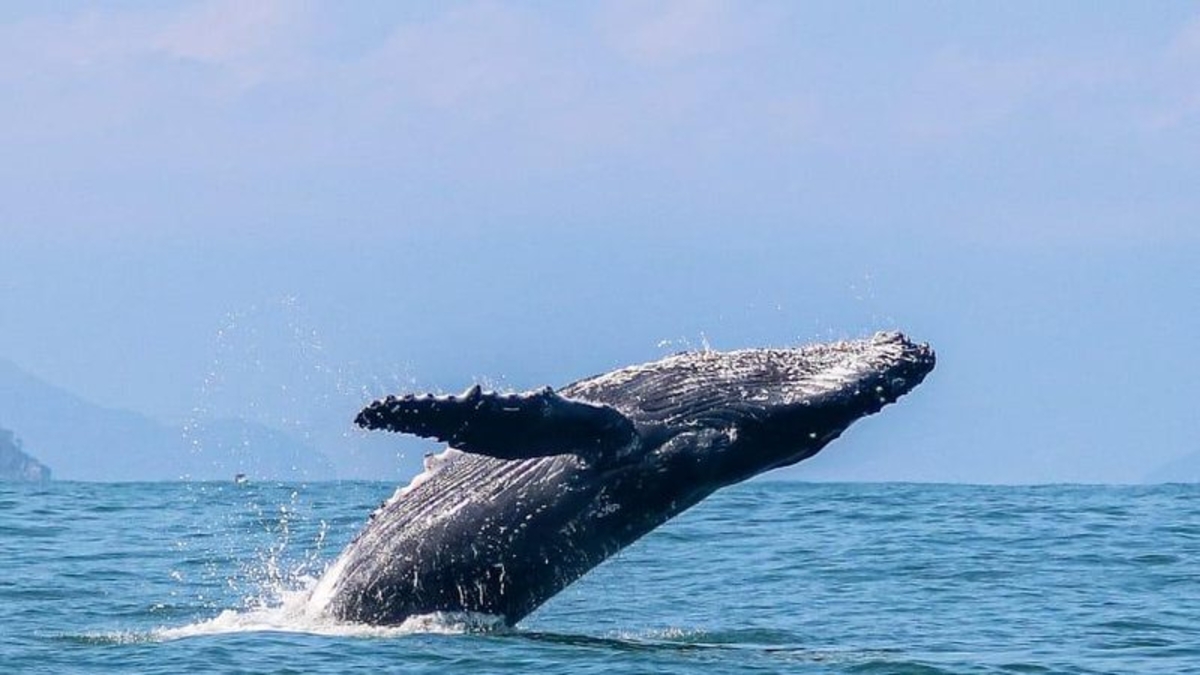 Litoral Norte de SP inicia temporada de baleias-jubarte e impulsiona turismo