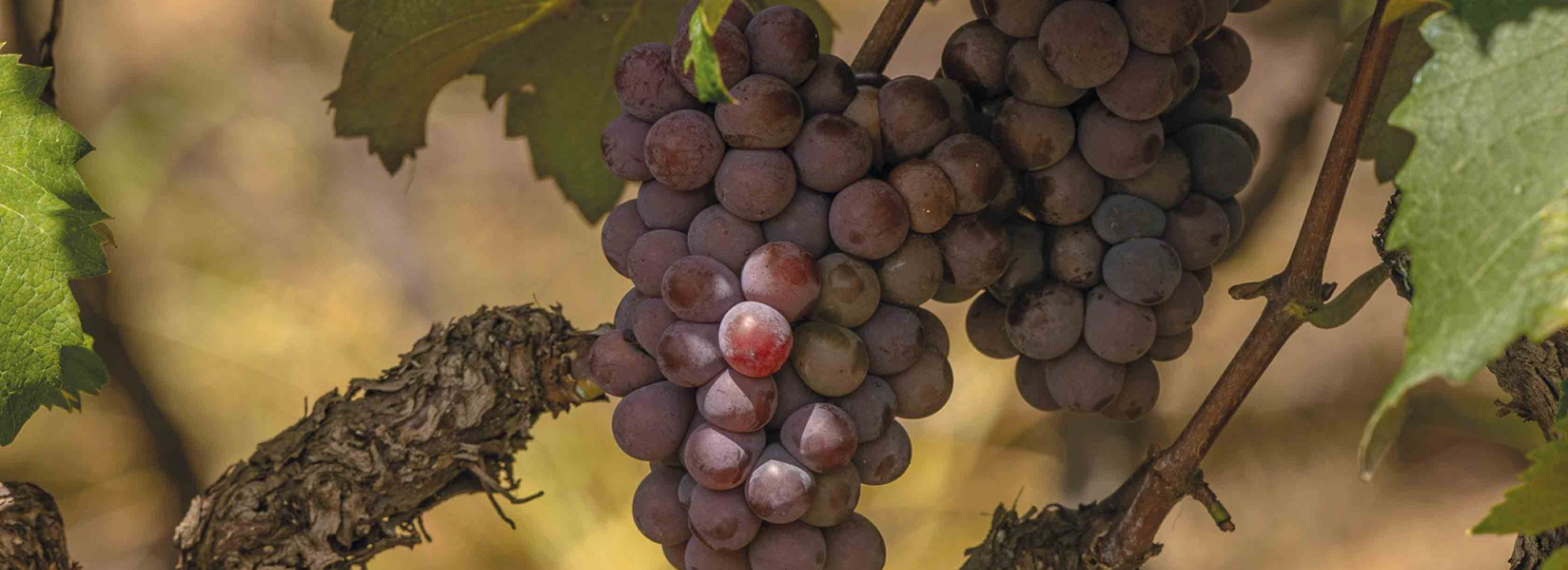 Capa do livro "Circuito das Frutas – História, Cultura e Turismo", por Márcio MA, destacando a riqueza cultural e turística do interior paulista.
