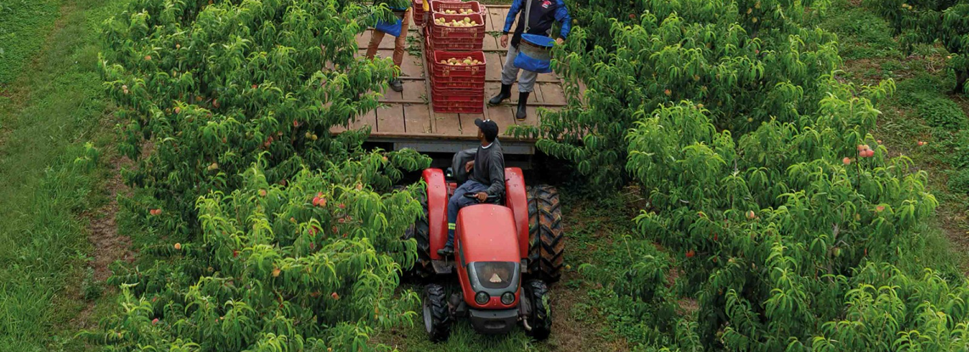 Capa do livro "Circuito das Frutas – História, Cultura e Turismo", por Márcio MA, destacando a riqueza cultural e turística do interior paulista.
