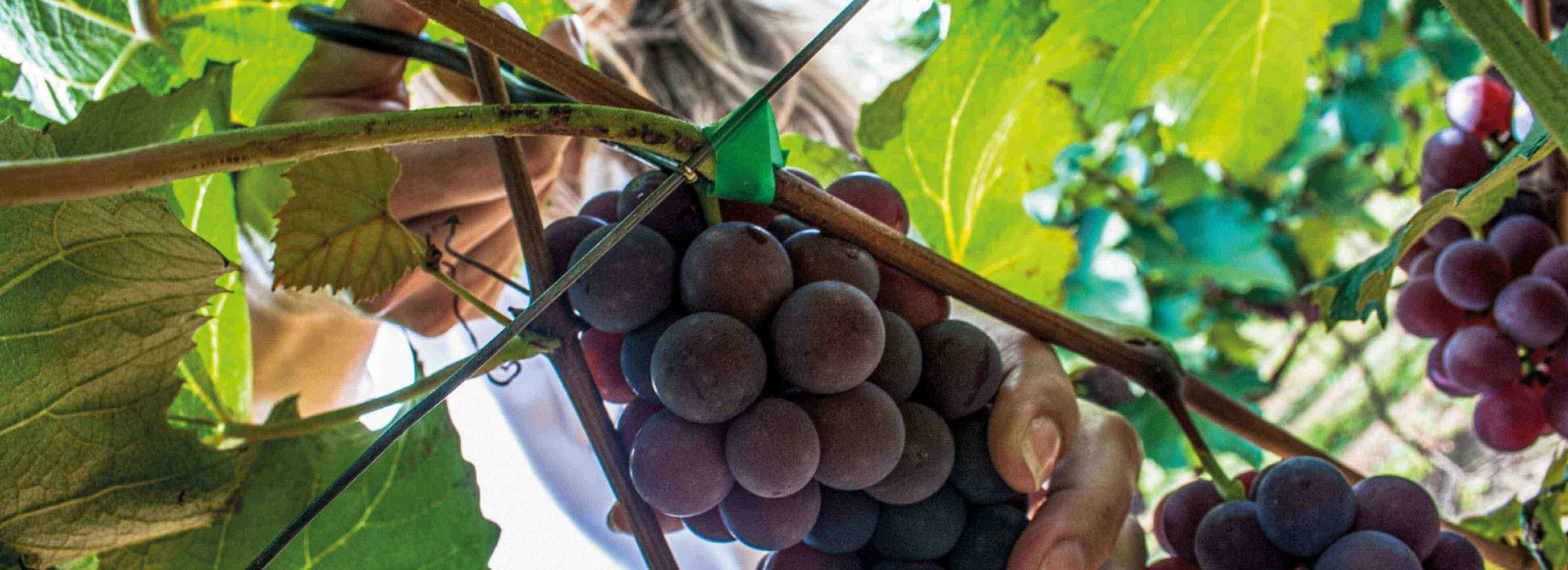 Capa do livro "Circuito das Frutas – História, Cultura e Turismo", por Márcio MA, destacando a riqueza cultural e turística do interior paulista.
