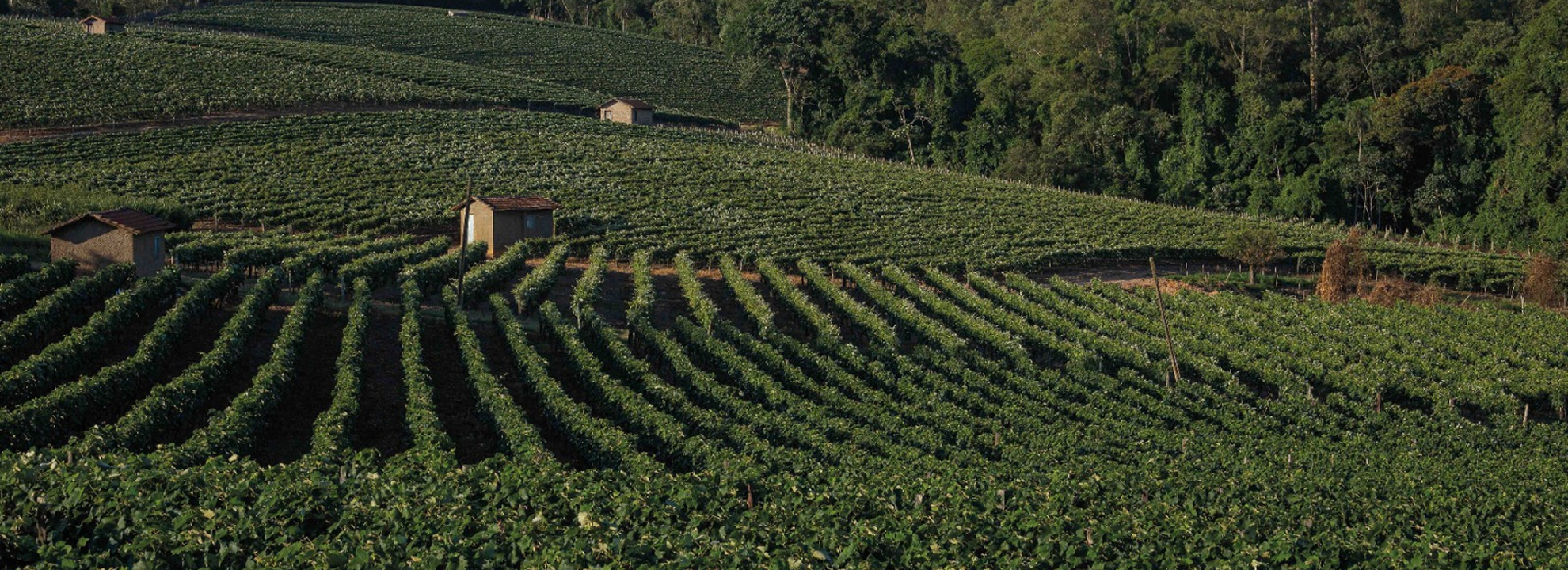 Capa do livro "Circuito das Frutas – História, Cultura e Turismo", por Márcio MA, destacando a riqueza cultural e turística do interior paulista.
