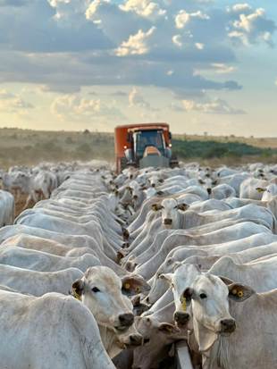 Imagem panorâmica das fazendas da Colpar Agro no Centro-Oeste brasileiro. Marca gerida pelo executivo José Roberto Colnaghi, presidente do conselho de administração da holding Colpar Brasil
