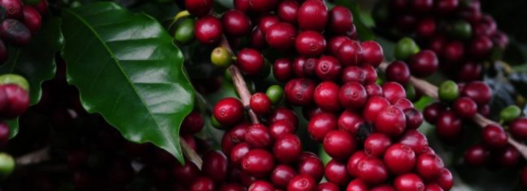 Folhas de Café